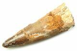 Fossil Spinosaurus Tooth - Real Dinosaur Tooth #357845-1